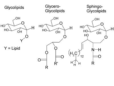 Công nghệ Hóa học - Phần: Lipid