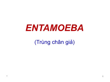 Bài giảng Entamoeba (Trùng chân giả)