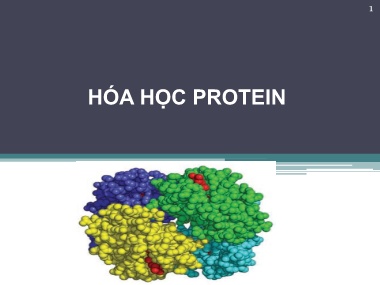 Bài giảng Hóa sinh - Chương 3: Hóa học Protein