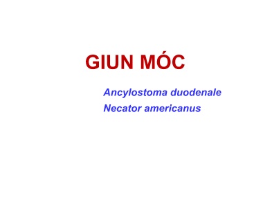 Bài giảng Ký sinh trùng - Giun Móc (Ancylostoma duodenale)