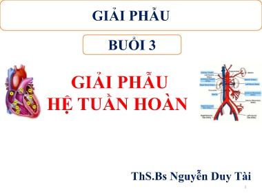 Bài giảng môn Giải phẫu - Buổi 3: Giải phẫu hệ tuần hoàn