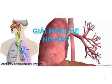 Bài giảng môn Giải phẫu - Giải phẫu hệ hô hấp