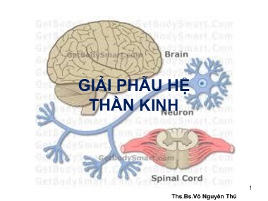 Bài giảng môn Giải phẫu - Giải phẫu hệ thần kinh