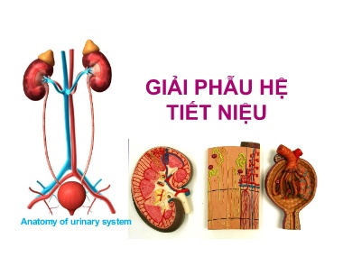 Bài giảng môn Giải phẫu - Giải phẫu hệ tiết niệu