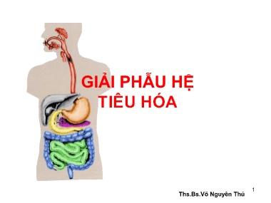 Bài giảng môn Giải phẫu - Giải phẫu hệ tiêu hóa