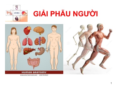 Giáo trình Giải phẫu người